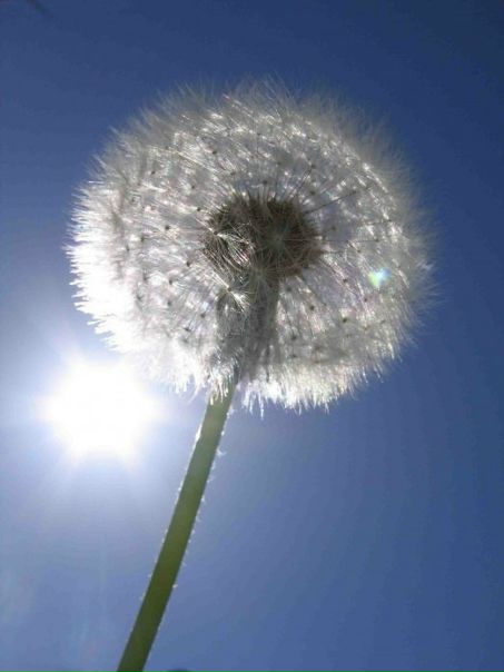 Small Dandelion фото №1