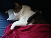 Yulia Piétremont фотография #25 (источник - https://vk.com/id926902)