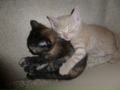 Фотография Герасимов Денис