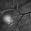 Фотография Пастилы Хорхе