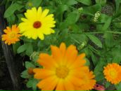 Фотография Петровой Ксении