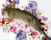 Фотография Otee Draga