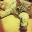 Фотография Шутенковой Анны