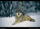 Колёк Зеленков фотография #13 (источник - https://vk.com/id9423884)