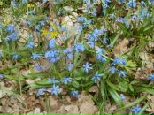 Любов Івашина фотография #37 (источник - https://vk.com/id33770246)