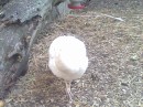 Анатолій Лимич фотография #18 (источник - https://vk.com/id65920839)