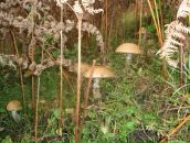 Міша Motsa фотография #40 (источник - https://vk.com/id52852421)