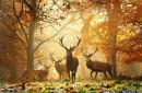 Ірка Стефурак фотография #11 (источник - https://vk.com/id87508412)