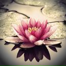 Оксана Логін фотография #50 (источник - https://vk.com/id189402701)