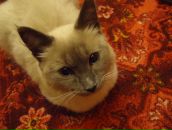 Антон Орлов фотография #10 (источник - https://vk.com/id640004)