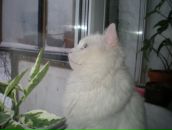 Фотография Киселева Алексея