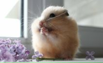 Фотография Совы Анны