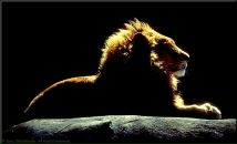 Фотография Мещерякова Дениса