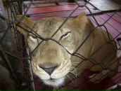 Фотография Лобастовой Анны