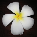 Фотография Брут Хомы