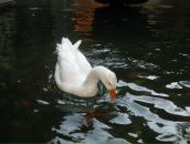 Фотография Глазуновой Регины