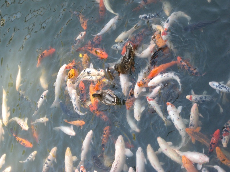 Dimka Abyshkin фотография #47