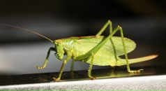 Фотография Лихачёва Андрея