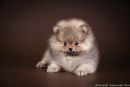 Фотография Алексеевой Аллы
