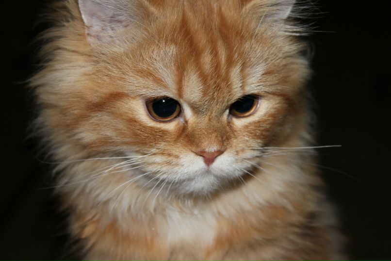 Рома Рум фотография #47