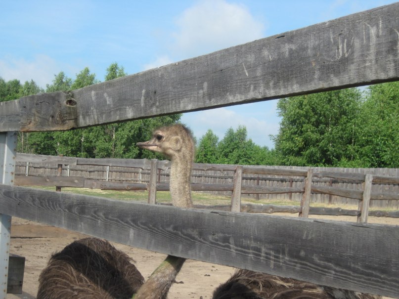 Наталья Гринёва фотография #32