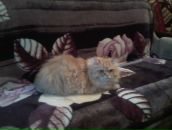 Алінка Аліна фотография #8 (источник - https://vk.com/id139456002)