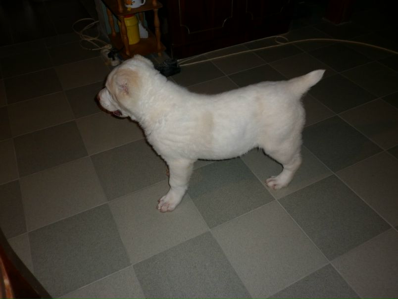 Maestro Don фото №10