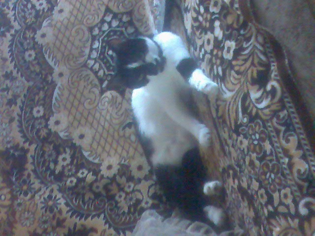 Николай Чуприна фотография #45