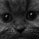 Олександра Сузінович фотография #10 (источник - https://vk.com/id67921577)