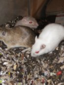 Simon Barnes фотография #12 (источник - https://vk.com/id4585467)