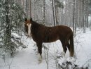 Фотография Решетник Лев