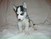 Анастасія Чапаєва фотография #22 (источник - https://vk.com/id174340967)