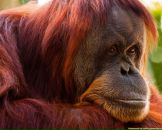 Фотография Петрова Николая