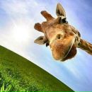 Фотография Гардт Светланы