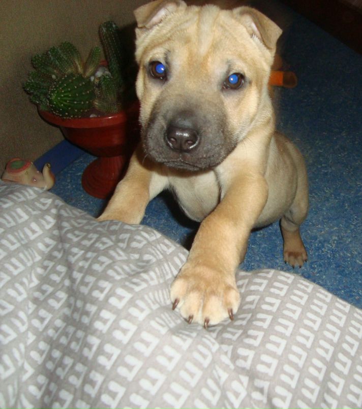 Иван Чевокин фотография #36