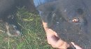 Ростік Козей фотография #27 (источник - https://vk.com/id30789393)