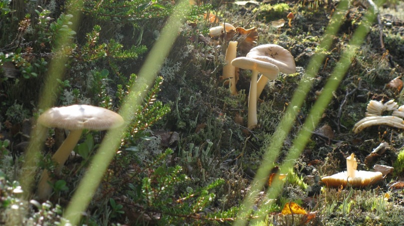 Иван Л фотография #29