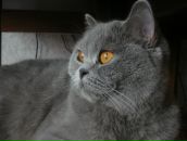 Фотография Шиляевой Аделии