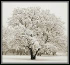 Фотография Шостаковской Розы