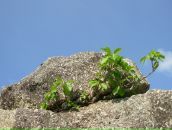 Валерий Иванов фотография #26 (источник - https://vk.com/id3000426)