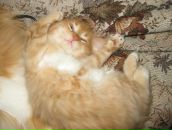 Фотография Кондаковой Анны