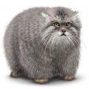 Свин ^_^ фотография #44 (источник - https://vk.com/id60082165)