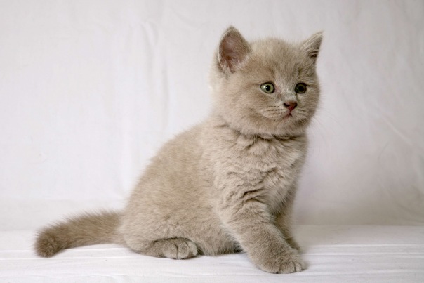 №12, Марина Котова, Тольятти №12, Марина Котова, Тольятти