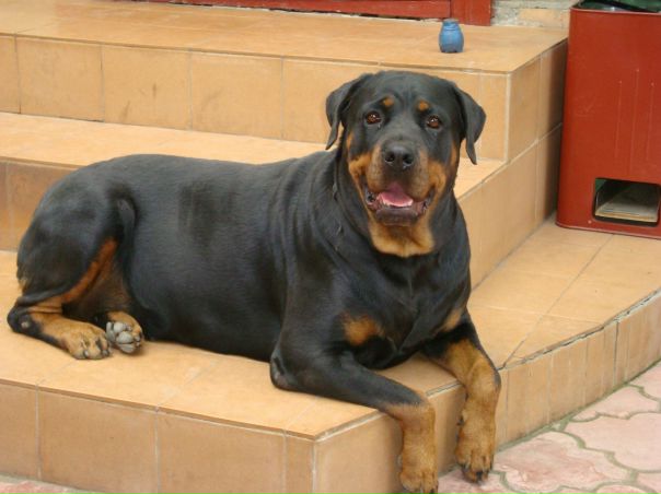 Дмитрий Ткаченко фото №2