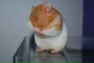 Фотография Лисицыной Алены