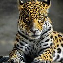 Алекса Вінтоник фотография #39 (источник - https://vk.com/id158904080)