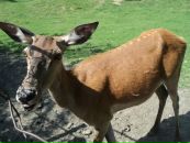 Вася Сенів фотография #39 (источник - https://vk.com/id13762593)