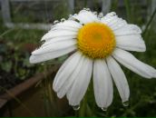 Фотография Шведовой Киры