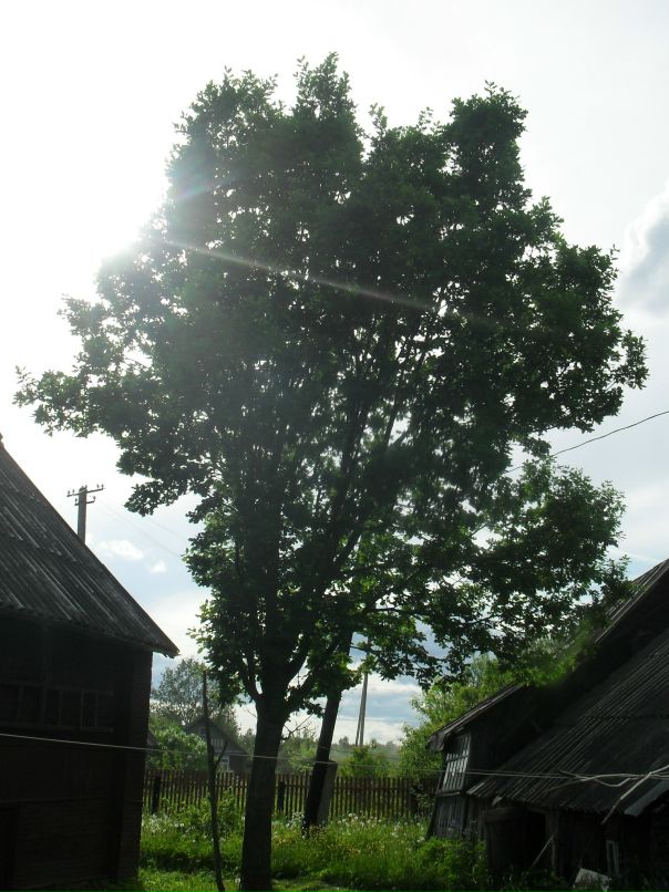 Дмитрий Васильев фотография #20