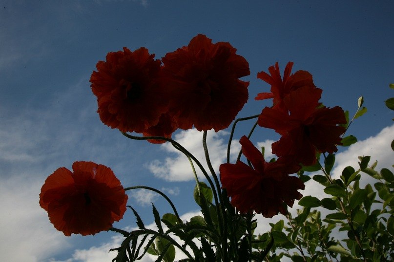 Елена Полеченко фотография #11